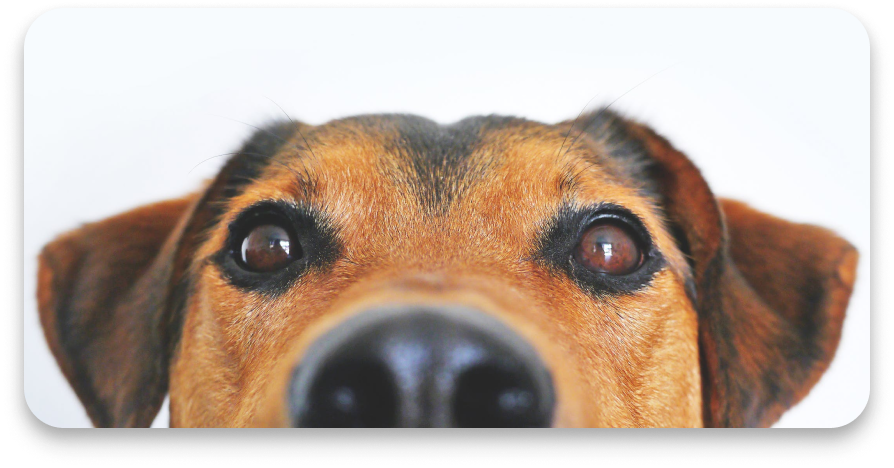 dog nose